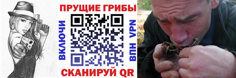 hydra ССЫЛКА купить Куртамыш Псилоцибиновые грибы Cubensis
